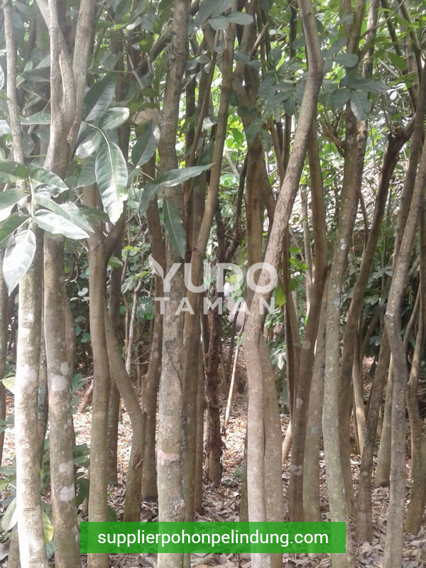 Jual Pohon Kigelia Sosis